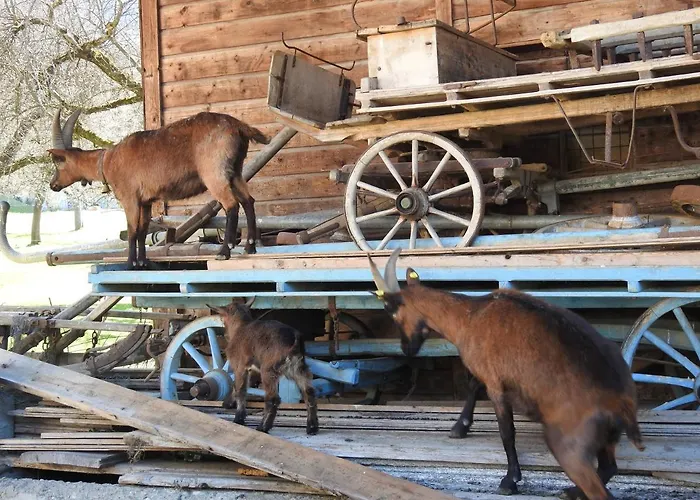 Hoellwarth * ستام